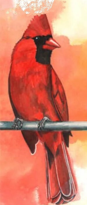 bird_test_1.jpg