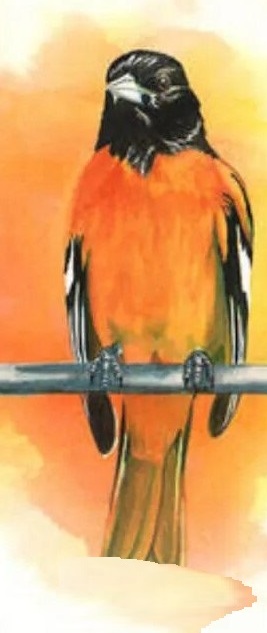 bird_test_2.jpg