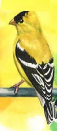bird_test_3.jpg