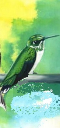 bird_test_4.jpg