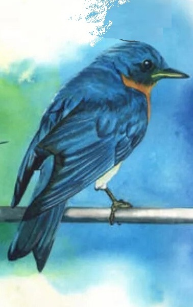 bird_test_5.jpg