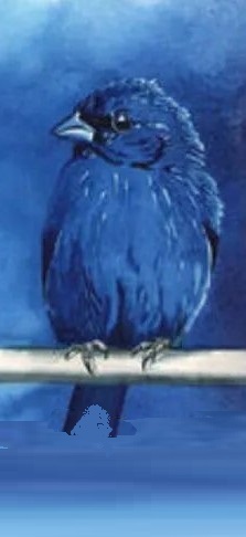 bird_test_6.jpg