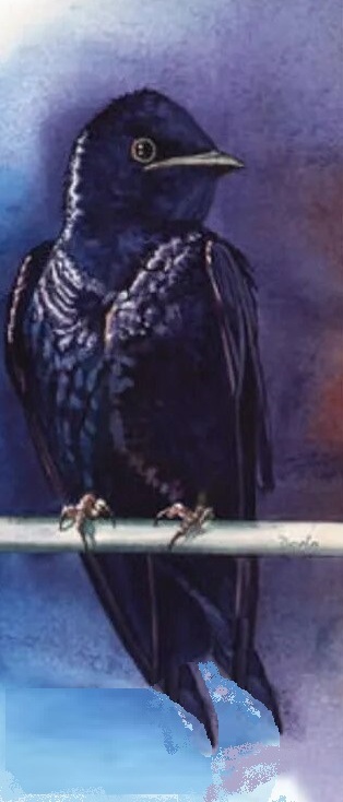 bird_test_7.jpg